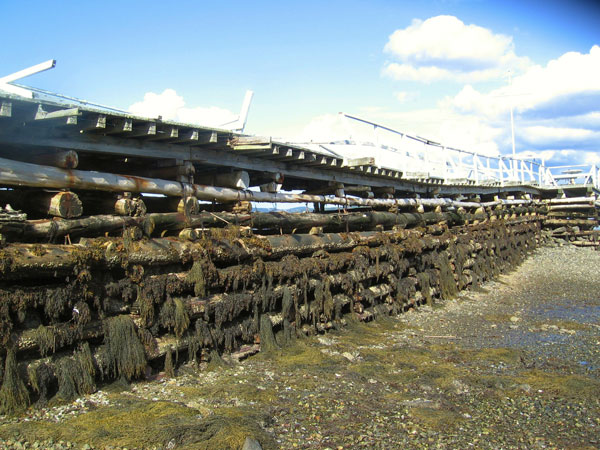 closeup photo of the dock at haidens’s lane, little deer isle maine -before